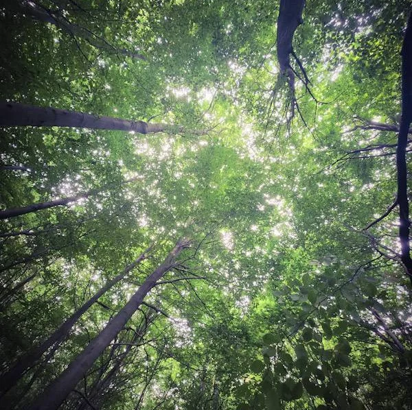 természetterápiás konzulens képzés